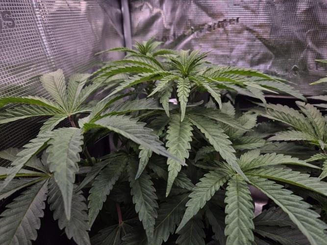 • Ocean Truffle •. Week 5 - D35