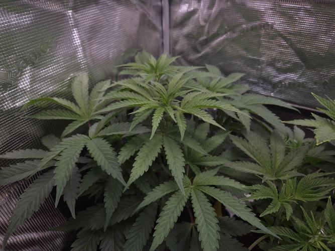 • Ocean Truffle •. Week 5 - D35