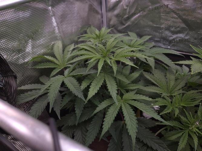 • Ocean Truffle •. Week 5 - D35