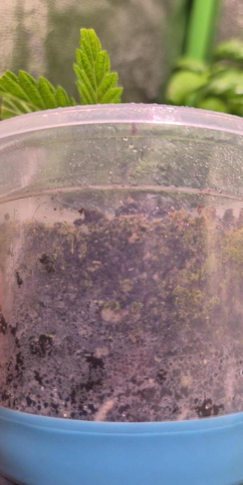 •OceanTruffle • Clones•. Week 2