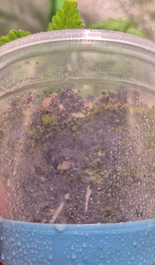 •OceanTruffle • Clones•. Week 2