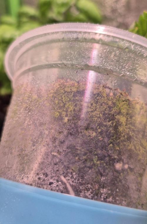 •OceanTruffle • Clones•. Week 2