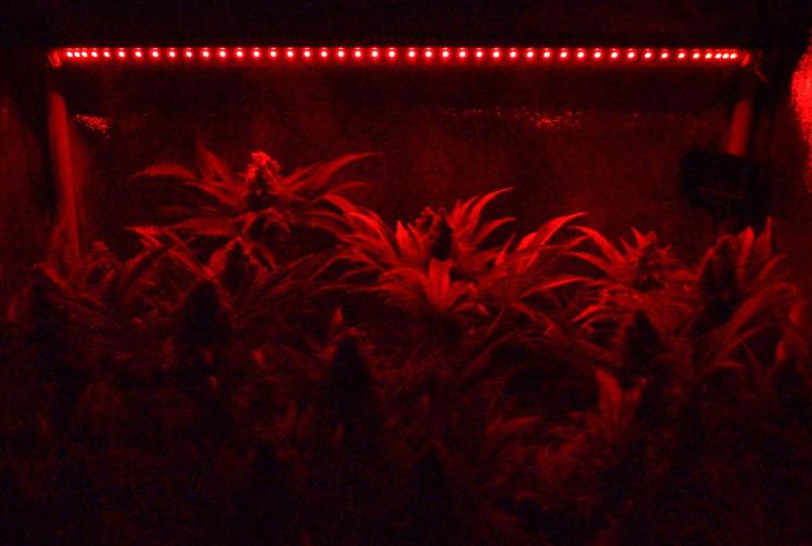 •LEMONITE • CLONES•. Week 16 - last morning together 