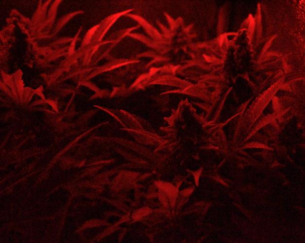 •LEMONITE • CLONES•. Week 16