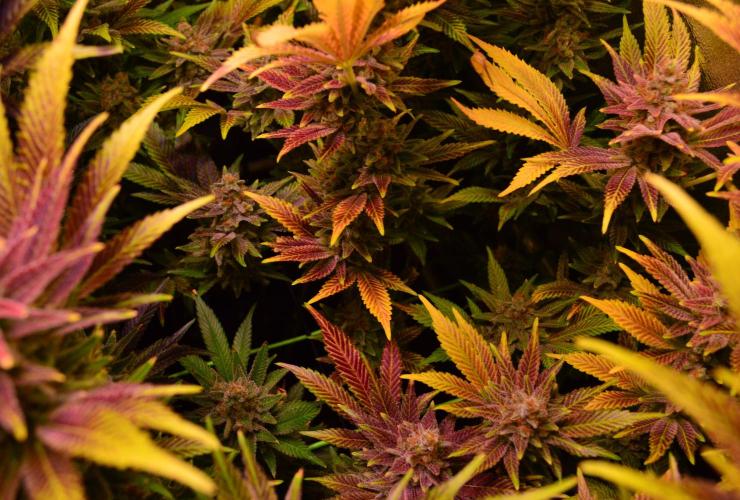 •LEMONITE • CLONES•. Week 16 - #4/ D107/65F