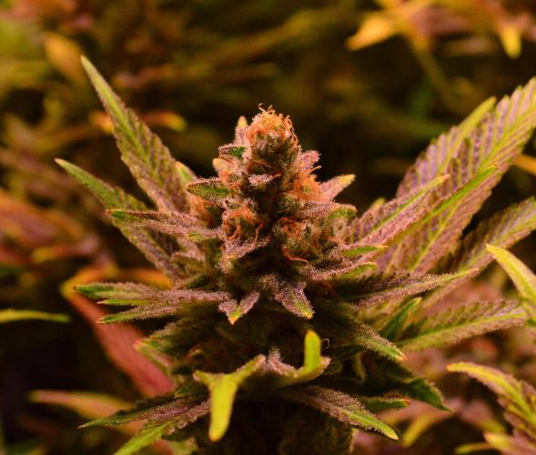 •LEMONITE • CLONES•. Week 16 - #4