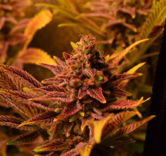 •LEMONITE • CLONES•. Week 16 - #4