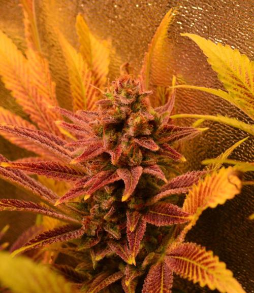 •LEMONITE • CLONES•. Week 16 - #4