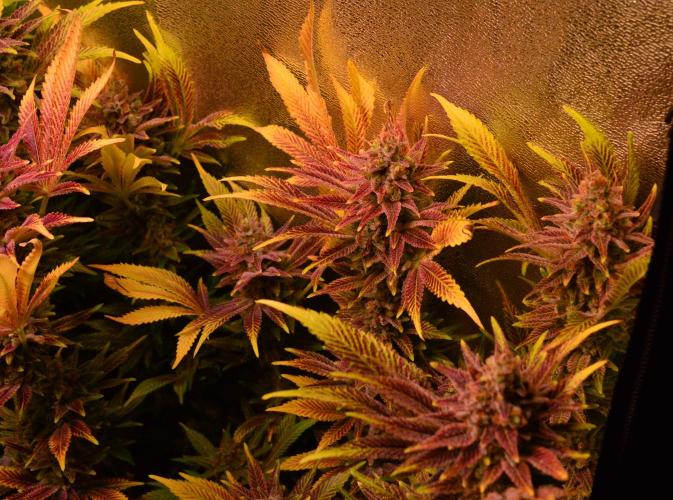 •LEMONITE • CLONES•. Week 16 - #4