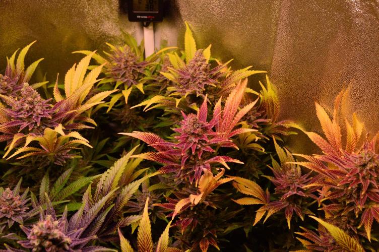 •LEMONITE • CLONES•. Week 16 - #4