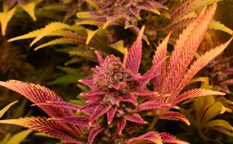 •LEMONITE • CLONES•. Week 16 - #4