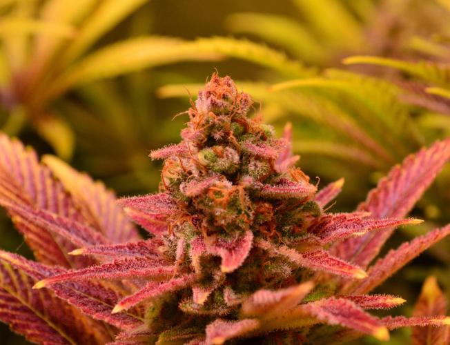 •LEMONITE • CLONES•. Week 16 - #4