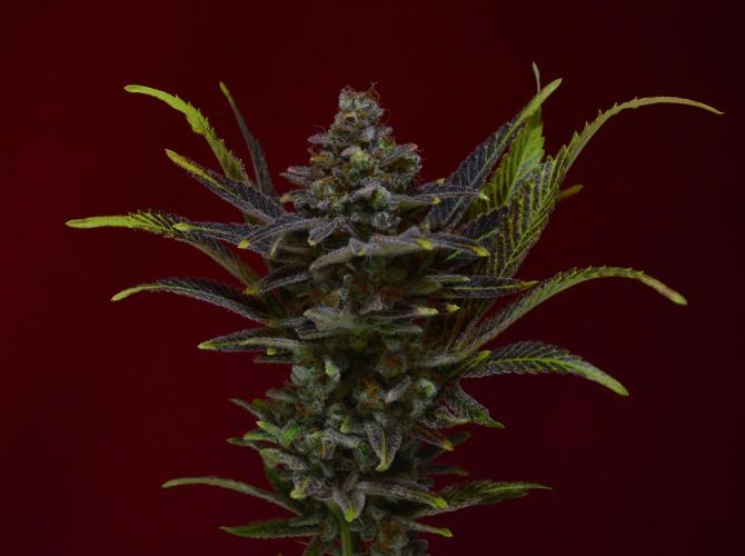 •LEMONITE • CLONES•. Week 16 - #4/ last shots