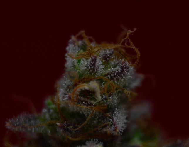 •LEMONITE • CLONES•. Week 16 - #4