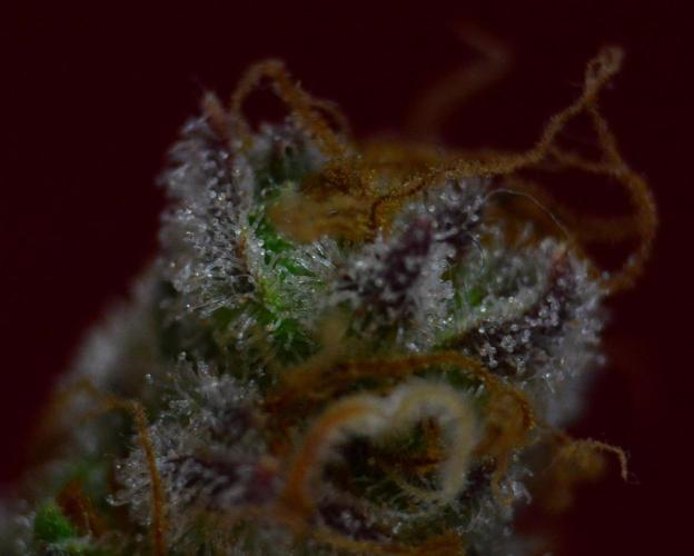 •LEMONITE • CLONES•. Week 16 - #4