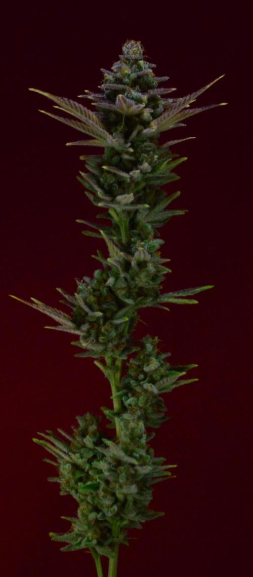 •LEMONITE • CLONES•. Week 16 - #4