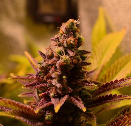 •LEMONITE • CLONES•. Week 16 - #3