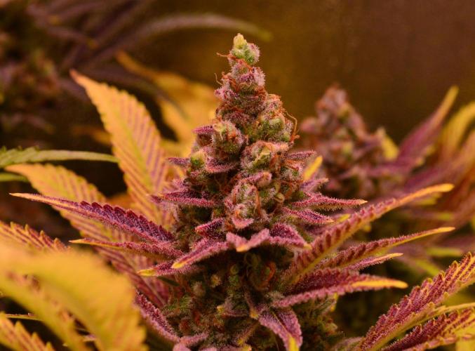 •LEMONITE • CLONES•. Week 16 - #3