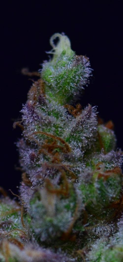 •LEMONITE • CLONES•. Week 16 - #3