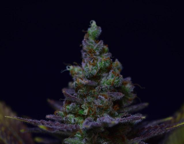 •LEMONITE • CLONES•. Week 16 - #3