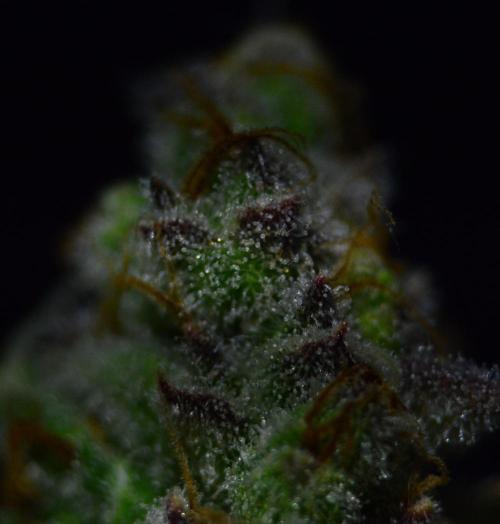 •LEMONITE • CLONES•. Week 16 - #3