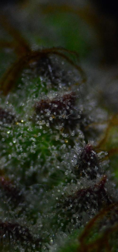 •LEMONITE • CLONES•. Week 16 - #3