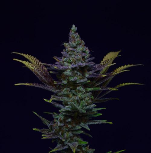 •LEMONITE • CLONES•. Week 16 - #3