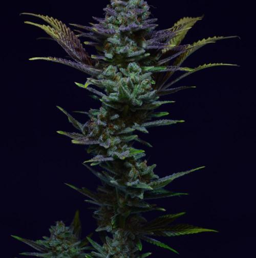 •LEMONITE • CLONES•. Week 16 - #3