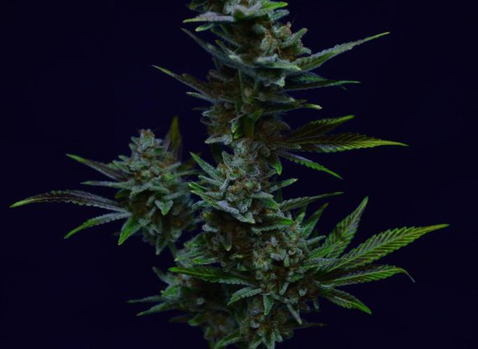 •LEMONITE • CLONES•. Week 16 - #3