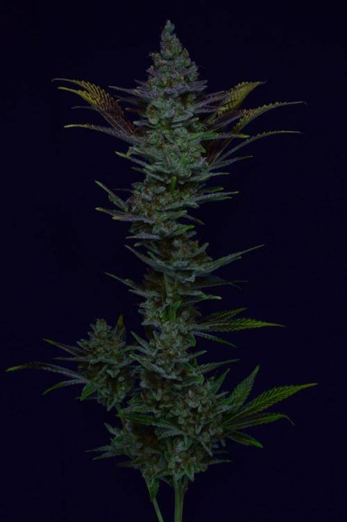 •LEMONITE • CLONES•. Week 16 - #3