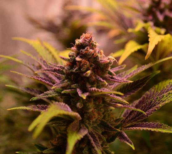 •LEMONITE • CLONES•. Week 16 - #1/ D110/68F