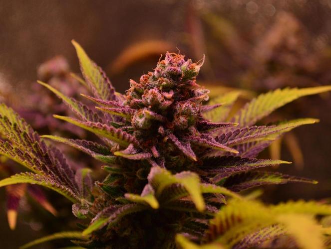 •LEMONITE • CLONES•. Week 16 - #1