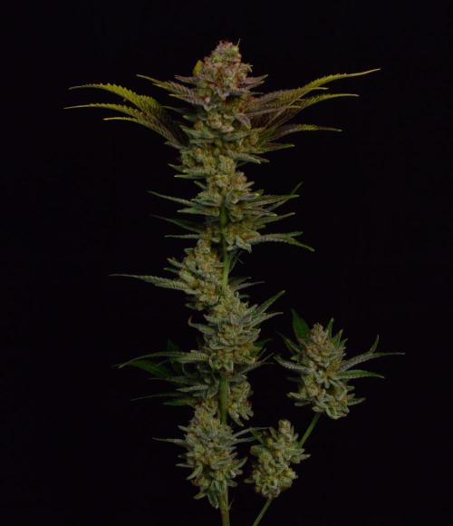 •LEMONITE • CLONES•. Week 16 - #1/ last shots