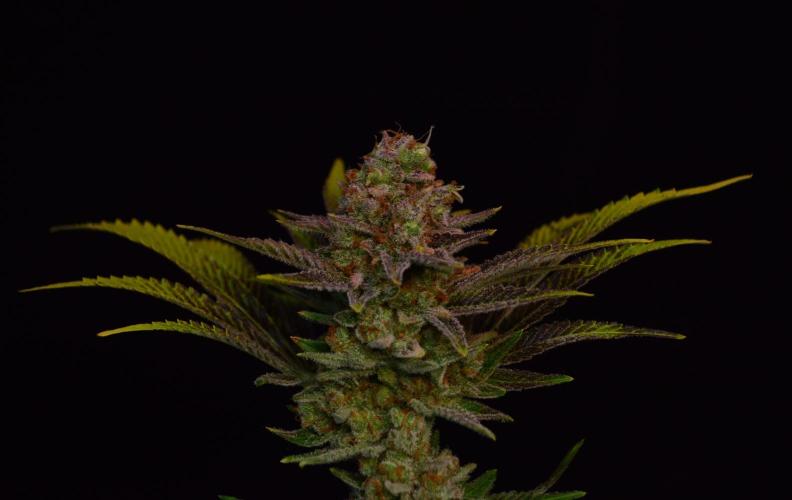 •LEMONITE • CLONES•. Week 16 - #1