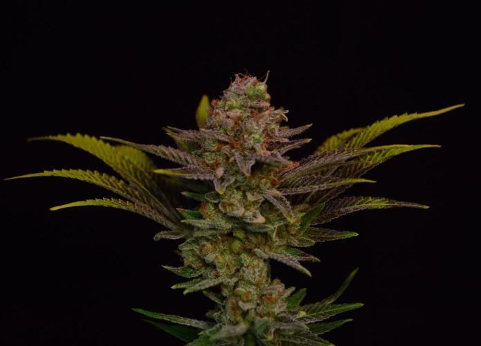 •LEMONITE • CLONES•. Week 16 - #1