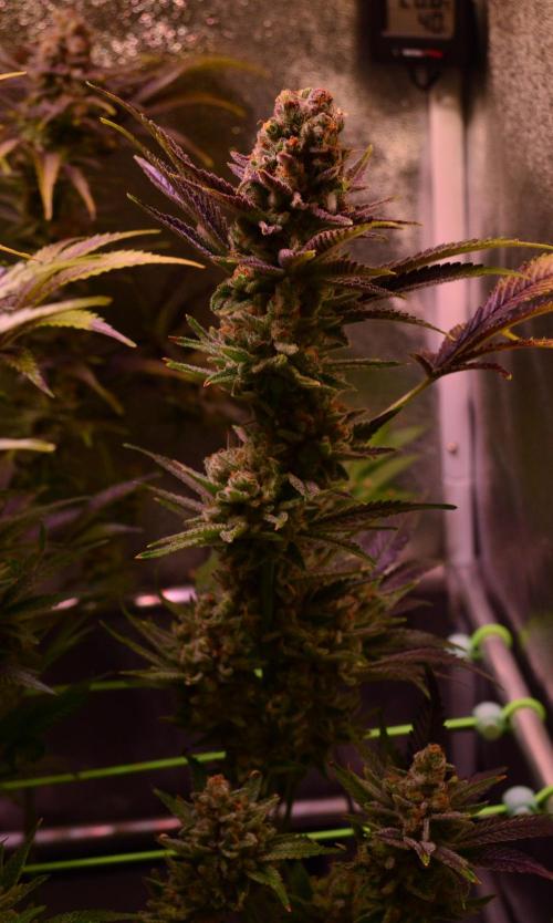 •LEMONITE • CLONES•. Week 16 - #2/ D110/68F