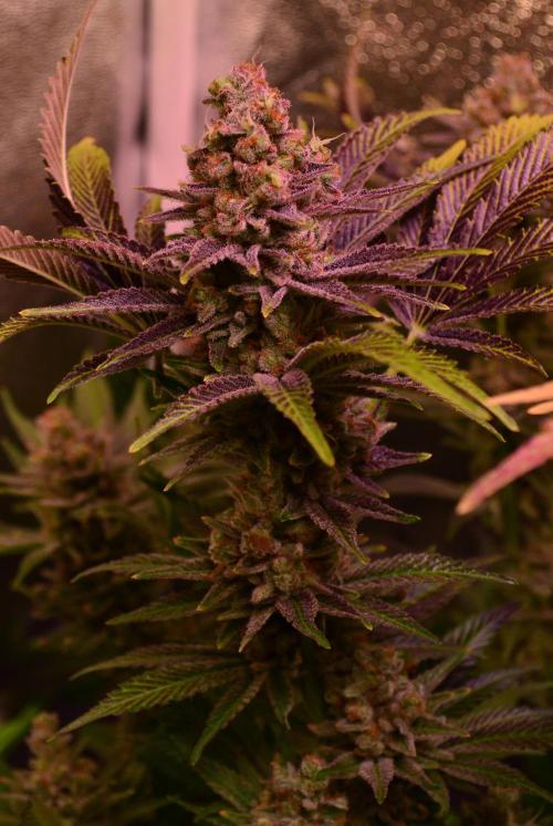 •LEMONITE • CLONES•. Week 16 - #2