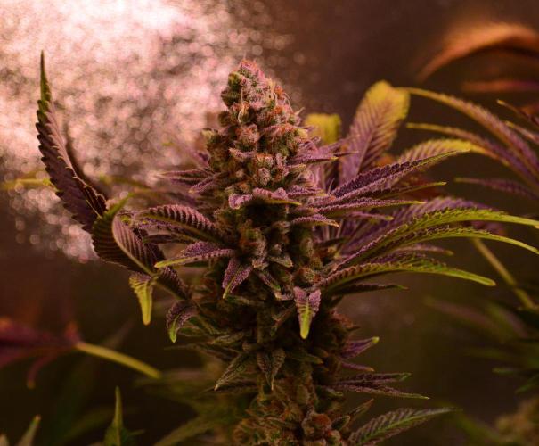 •LEMONITE • CLONES•. Week 16 - #2