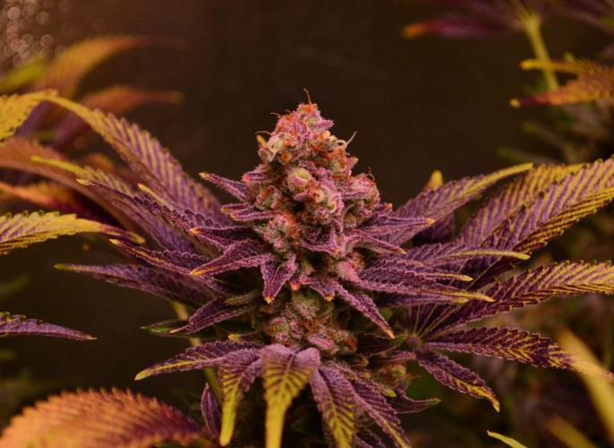 •LEMONITE • CLONES•. Week 16 - #2