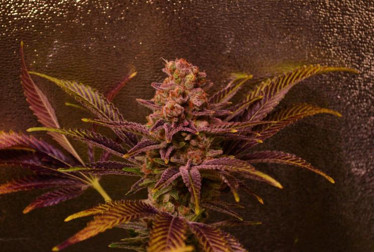 •LEMONITE • CLONES•. Week 16 - #2