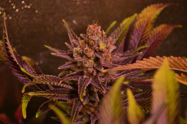 •LEMONITE • CLONES•. Week 16 - #2