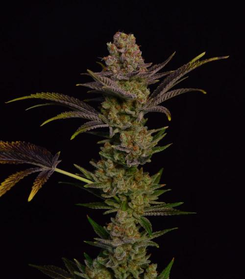 •LEMONITE • CLONES•. Week 16 - #2/ last shots