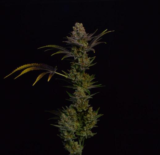 •LEMONITE • CLONES•. Week 16 - #2