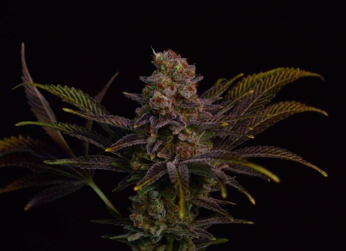 •LEMONITE • CLONES•. Week 16 - #2