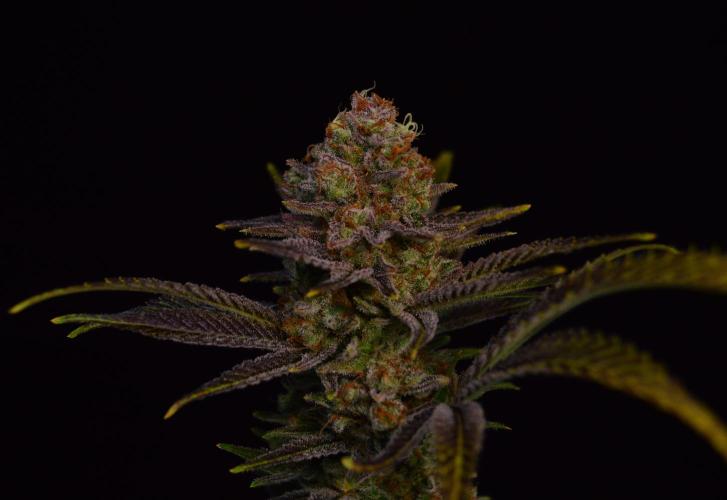 •LEMONITE • CLONES•. Week 16 - #2