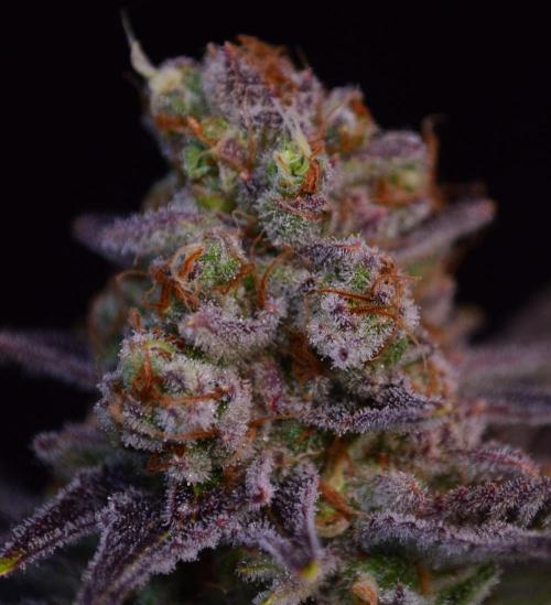 •LEMONITE • CLONES•. Week 16 - #2