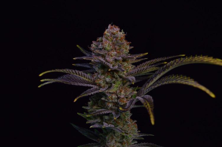 •LEMONITE • CLONES•. Week 16 - #2