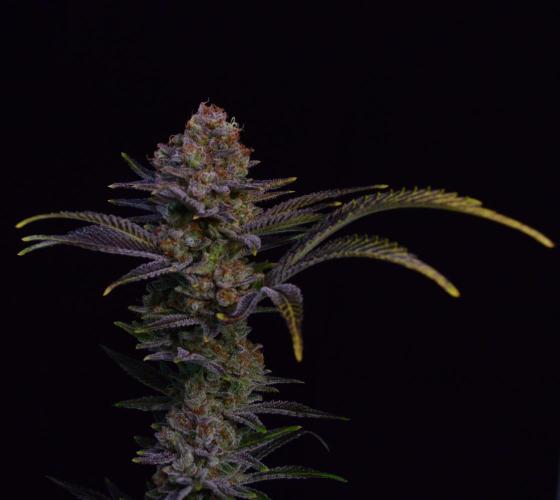 •LEMONITE • CLONES•. Week 16 - #2