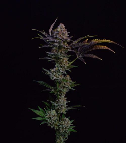 •LEMONITE • CLONES•. Week 16 - #2