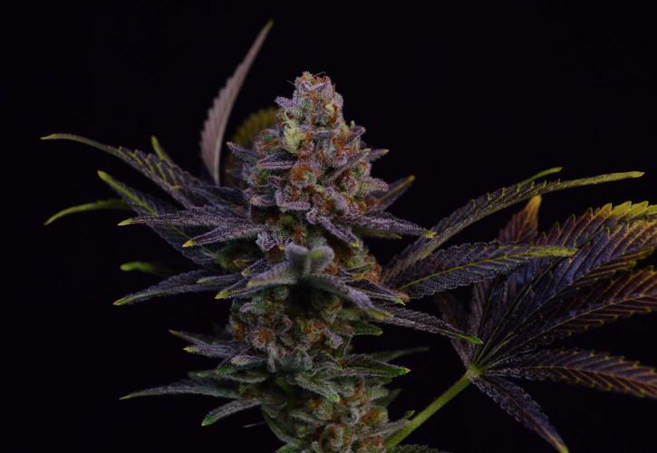 •LEMONITE • CLONES•. Week 16 - #2